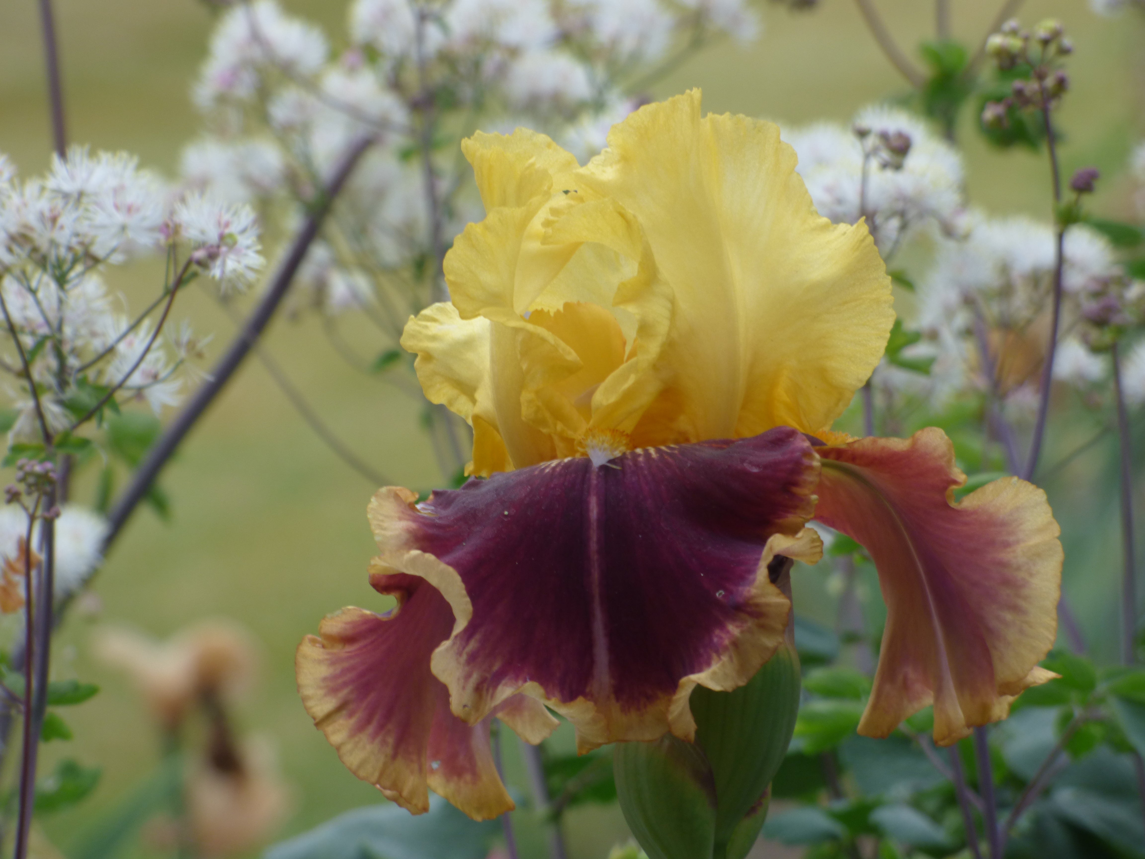Vintage Charm | Tall Bearded Iris – Schreiner's Gardens