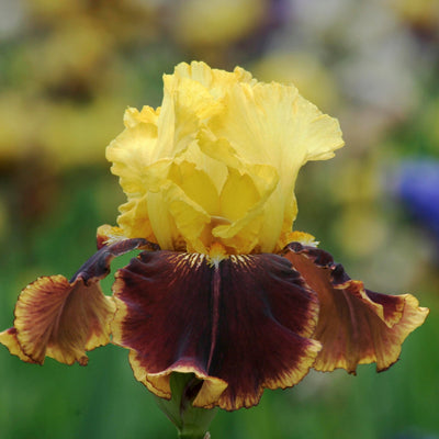 Brown Iris Bouquet