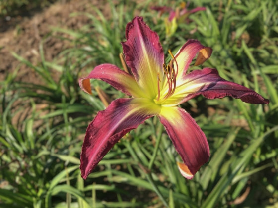 Violet Spring – Schreiner's Gardens