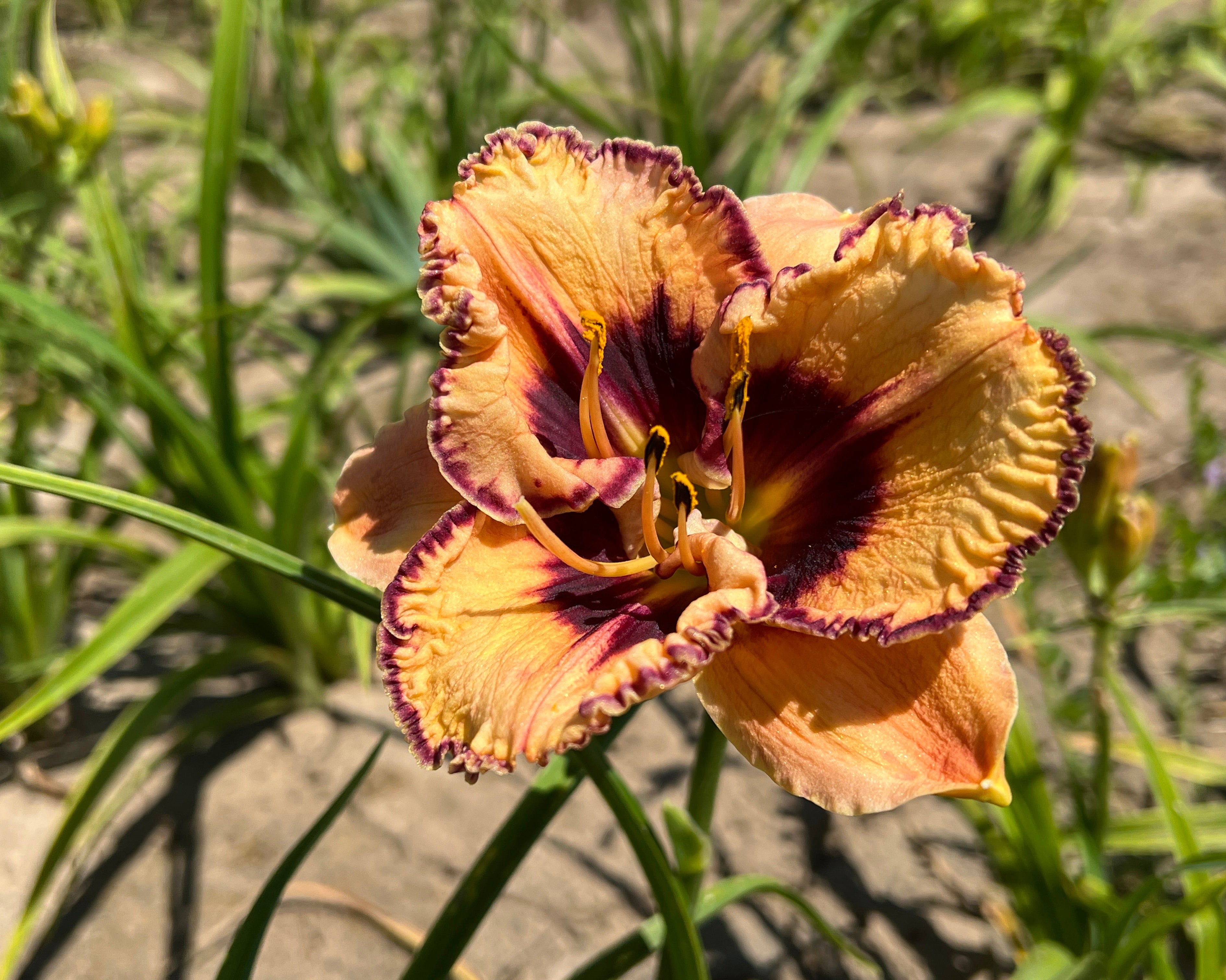 Volcanic Fireworks | Spring Daylily Catalog – Schreiner's Gardens