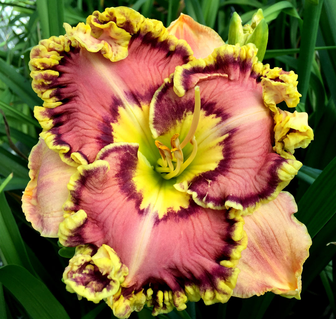 ANOTHER WORLD – Schreiner's Gardens
