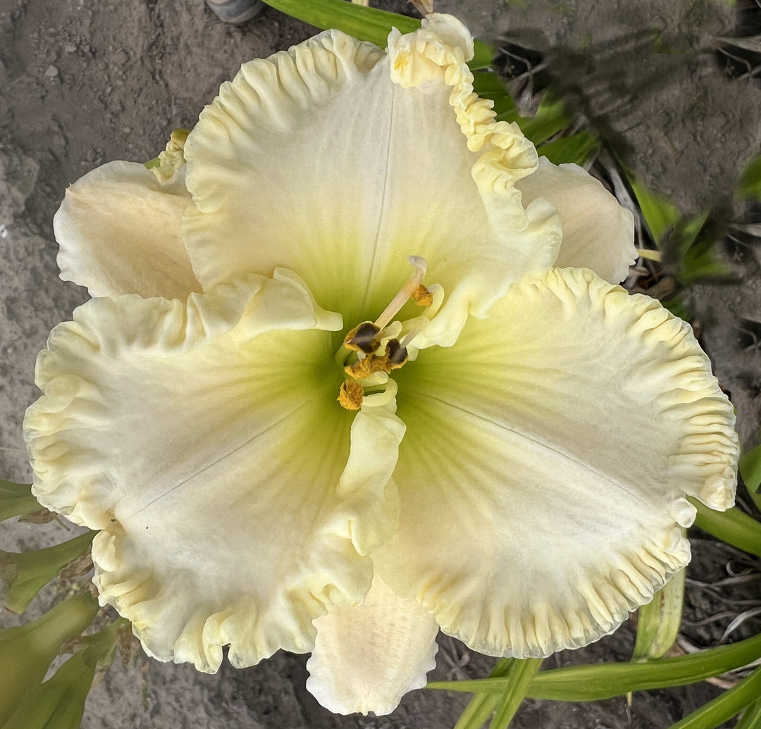 Bill Maryott's 2025 Summer Introductions – Schreiner's Gardens