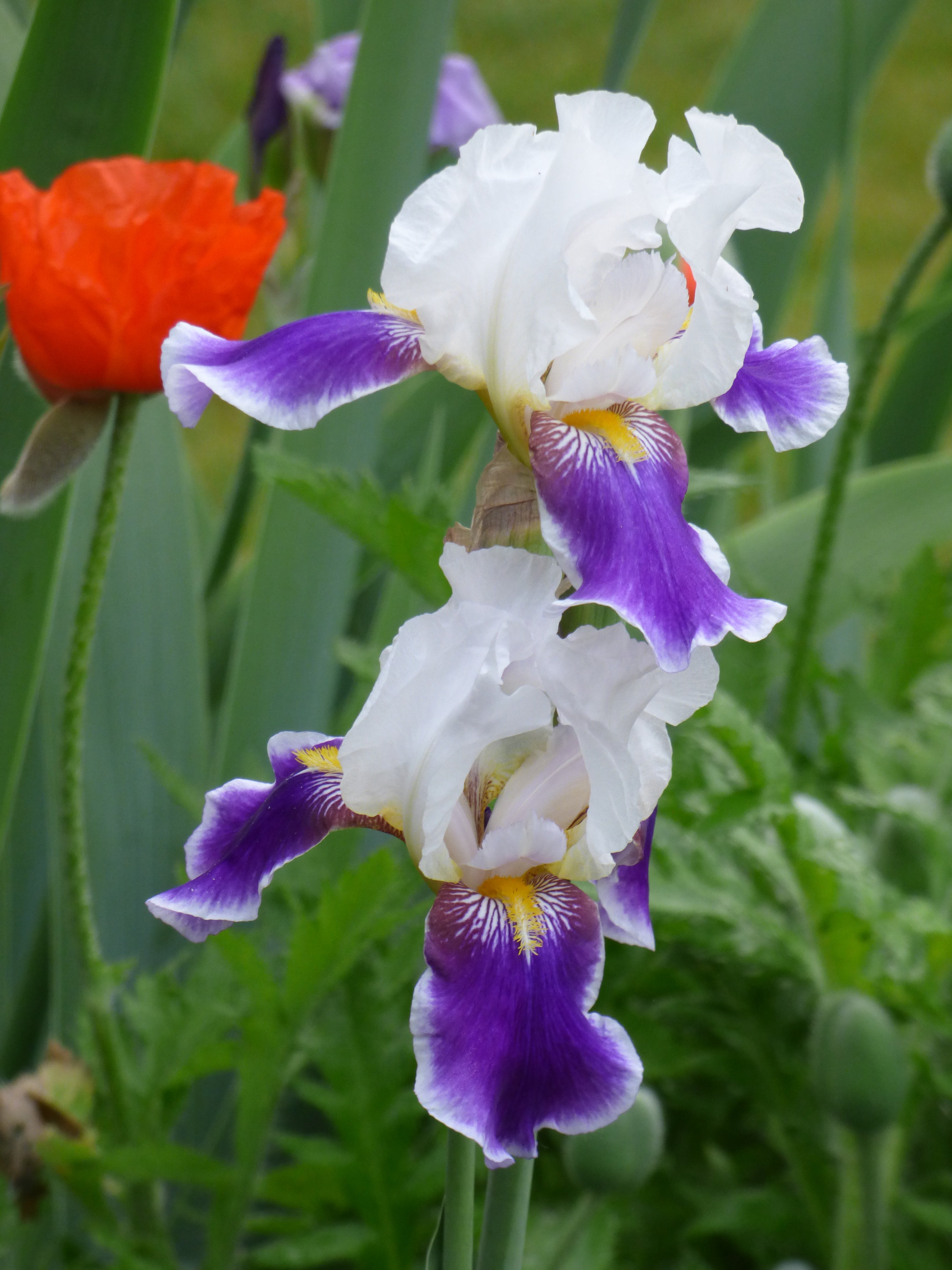 Wabash | Tall Bearded Iris – Schreiner's Gardens