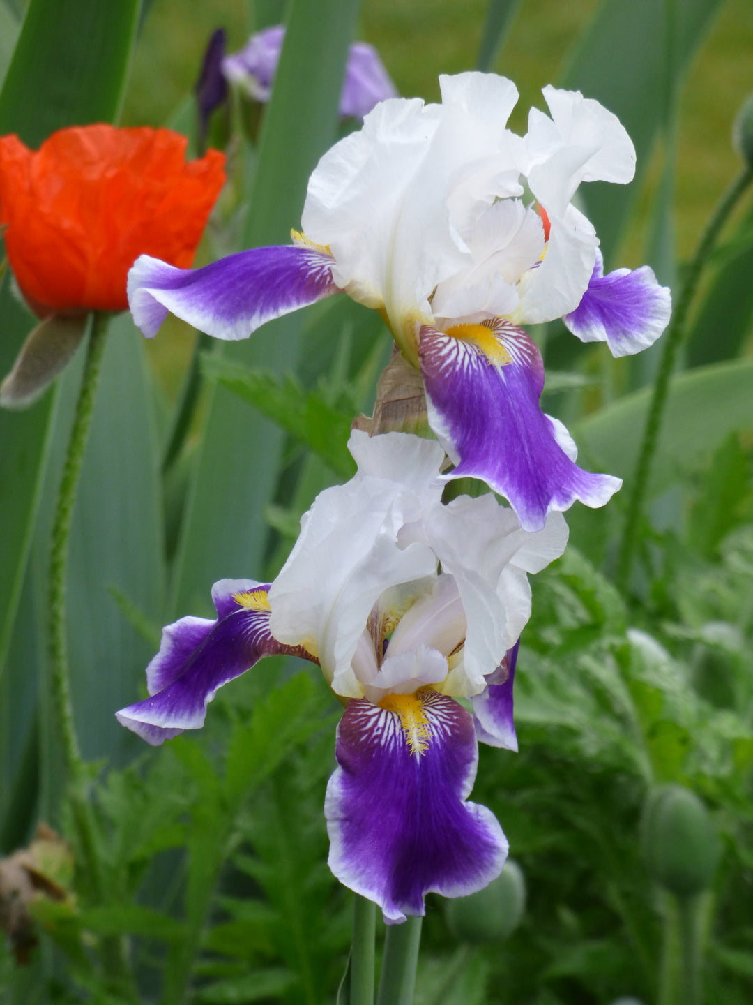 Wabash | Tall Bearded Iris – Schreiner's Gardens