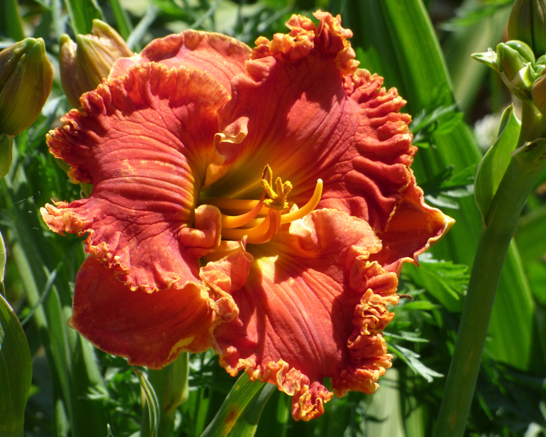 Warm Touch – Schreiner's Gardens