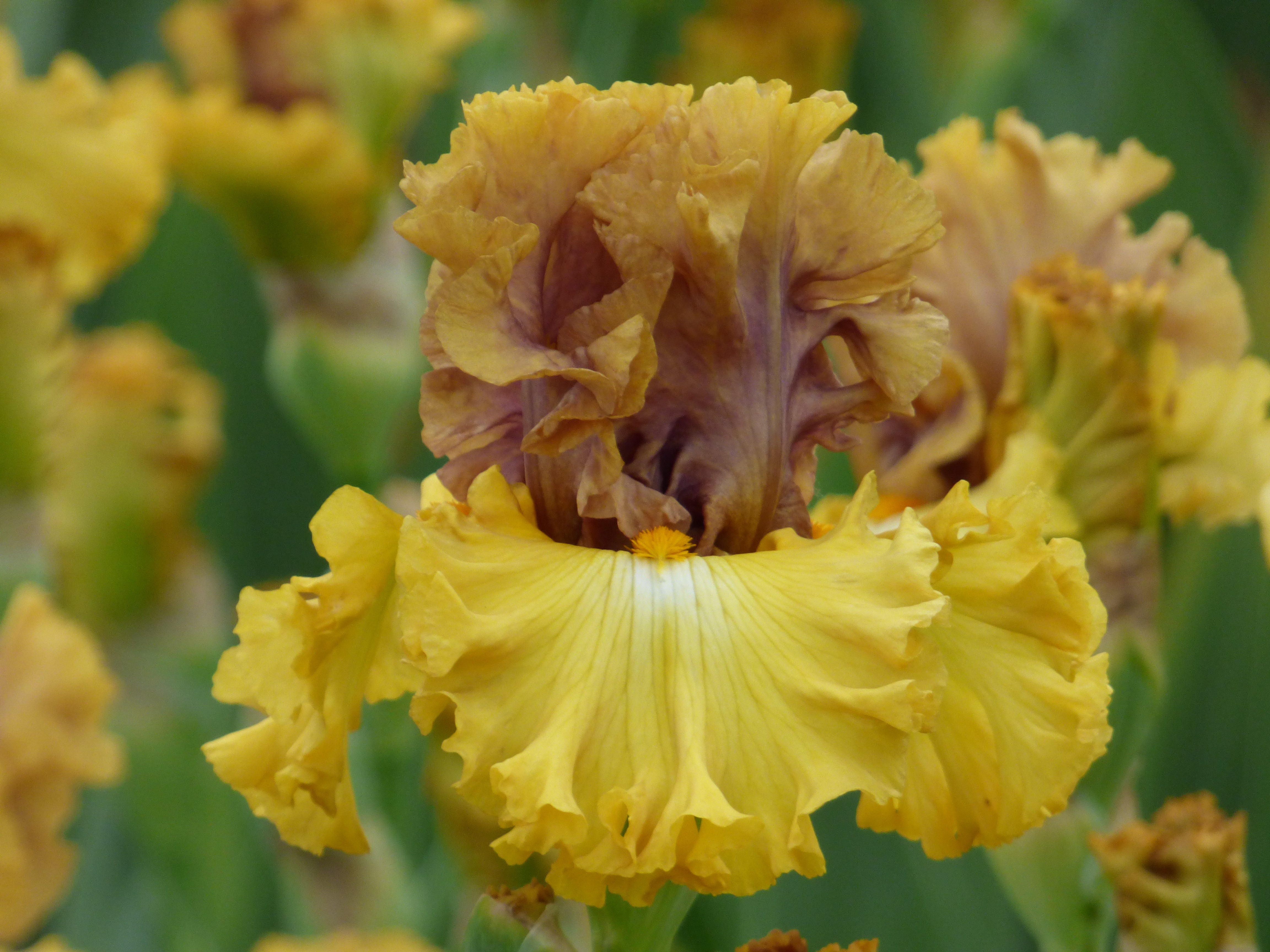 Well To Do – Schreiner's Gardens