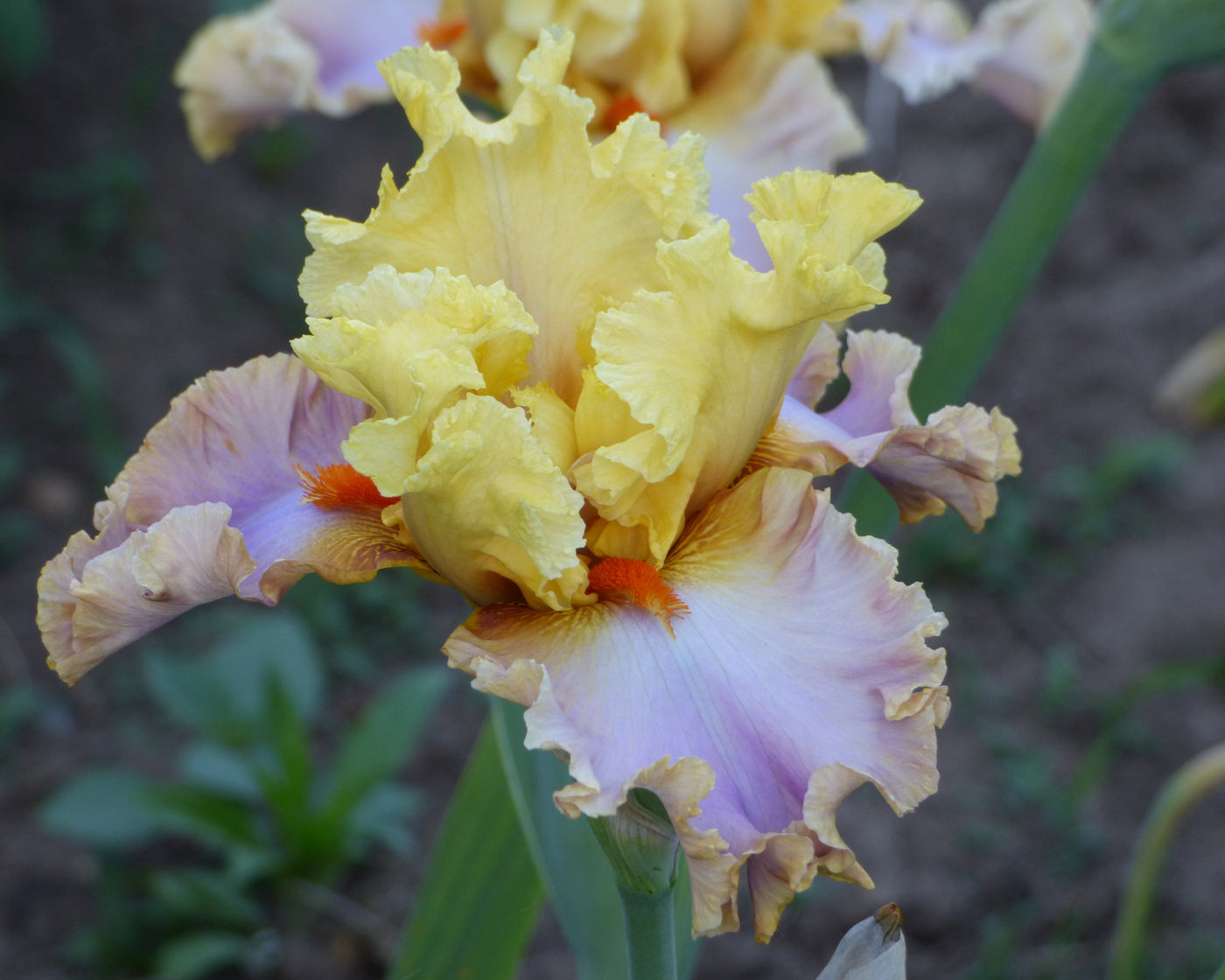 Wickedly Beautiful | Tall Bearded Iris – Schreiner's Gardens