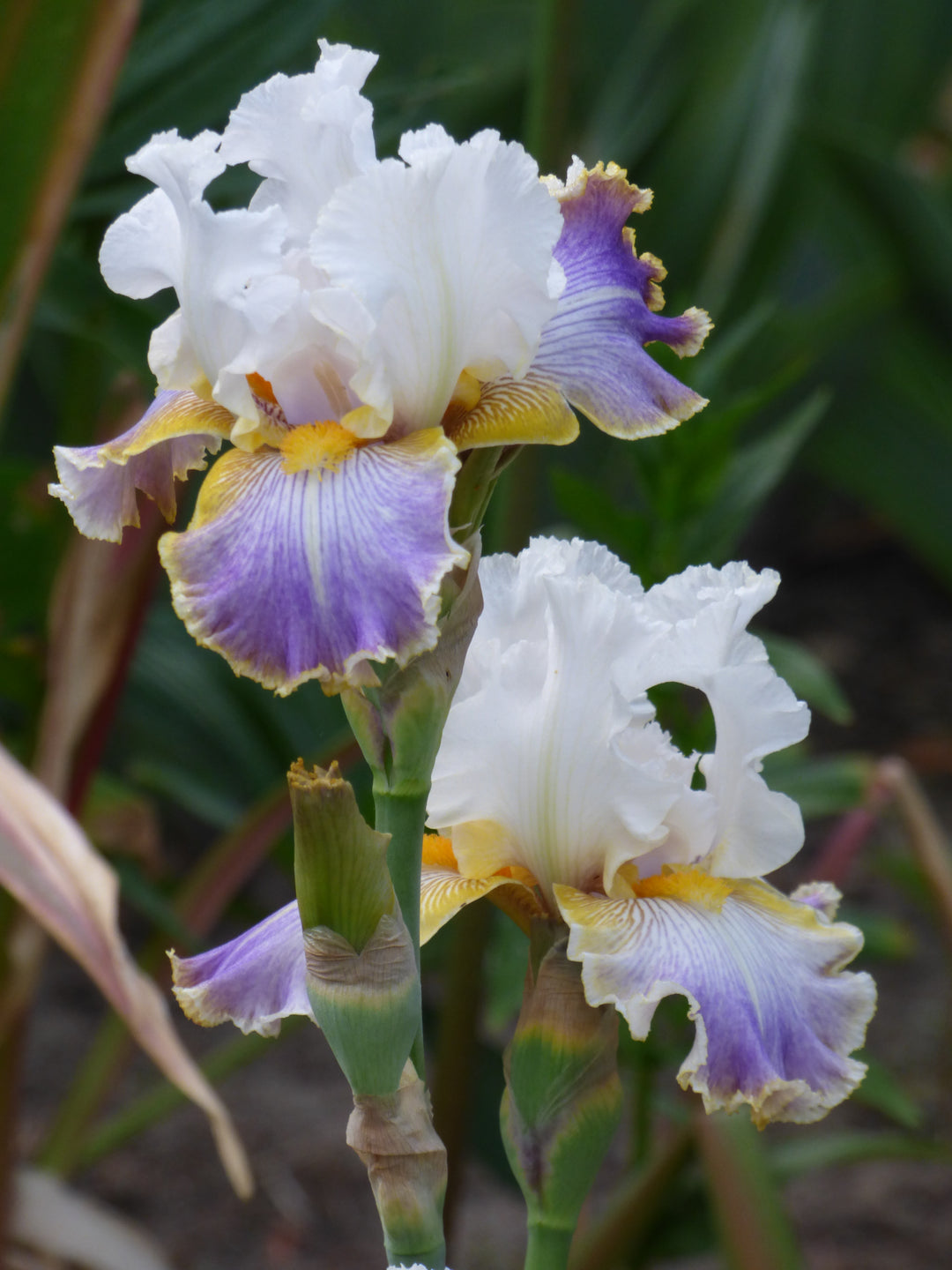 WILDANGEL_3_1080x.jpg?v=1754902503