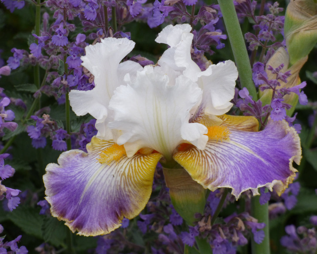 Wild Angel – Schreiner's Gardens