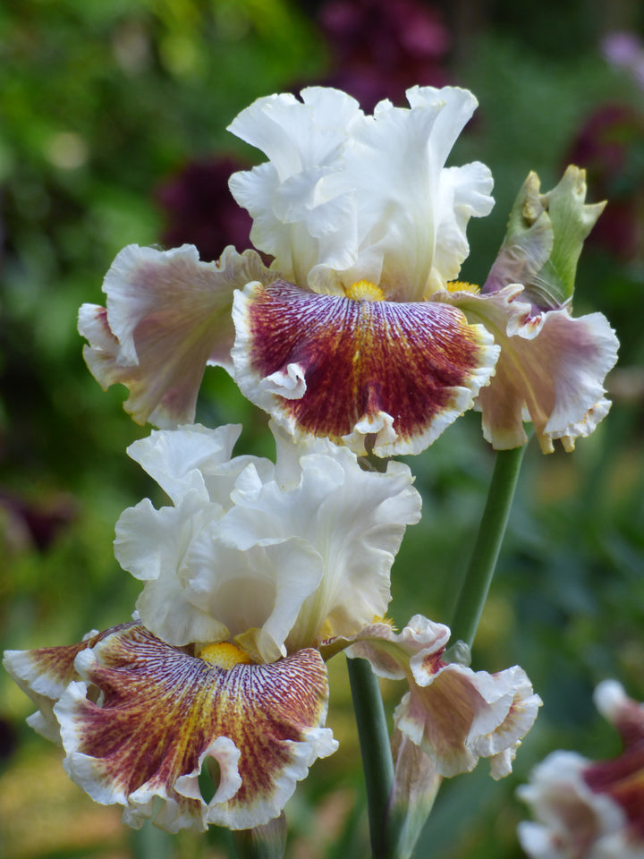 Wonders Never Cease | Tall Bearded Iris – Schreiner's Gardens