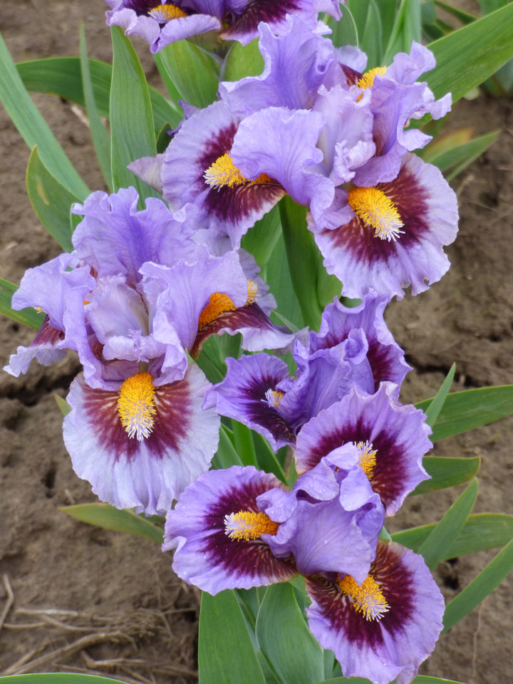 WOODYWOODPECKER_5_720x.jpg?v=