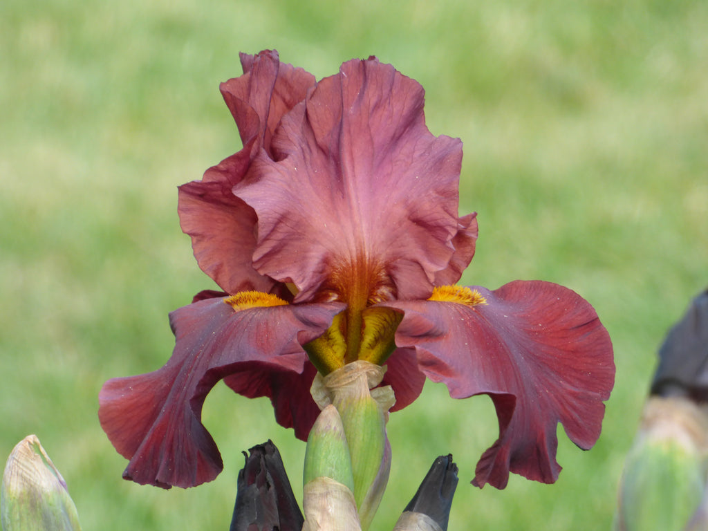 Schreiner's Gardens War Chief