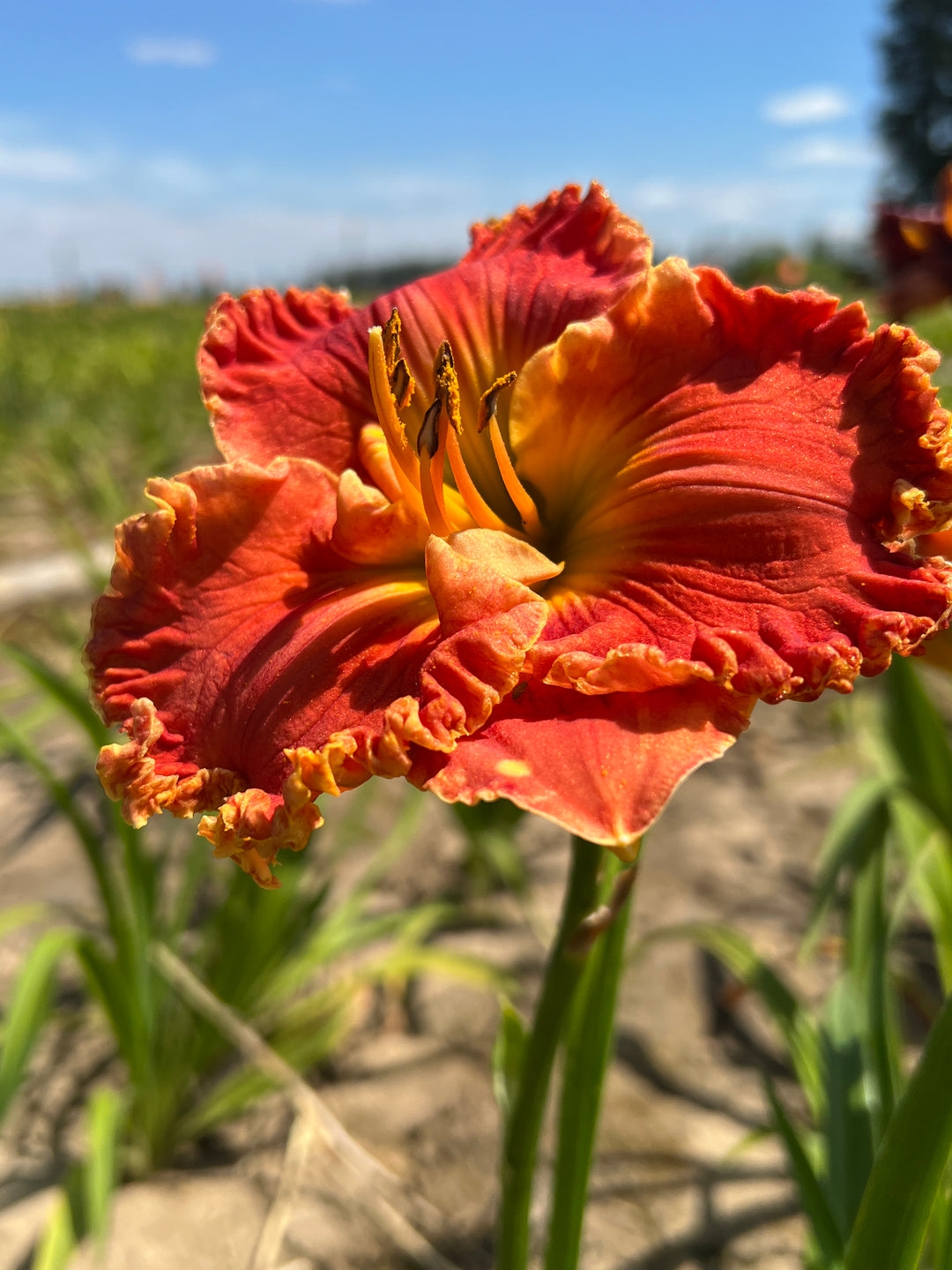 Warm Touch – Schreiner's Gardens