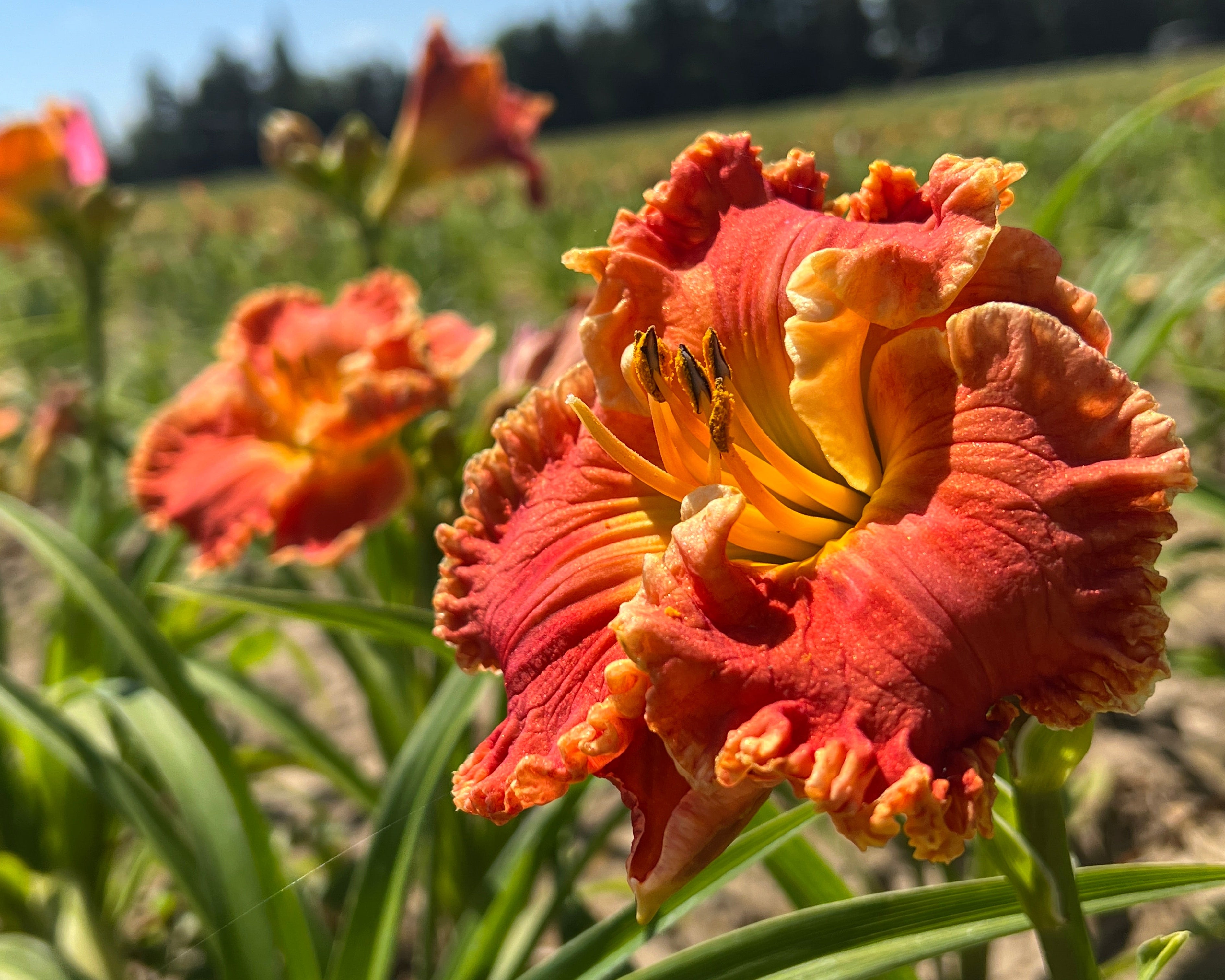 Warm Touch – Schreiner's Gardens