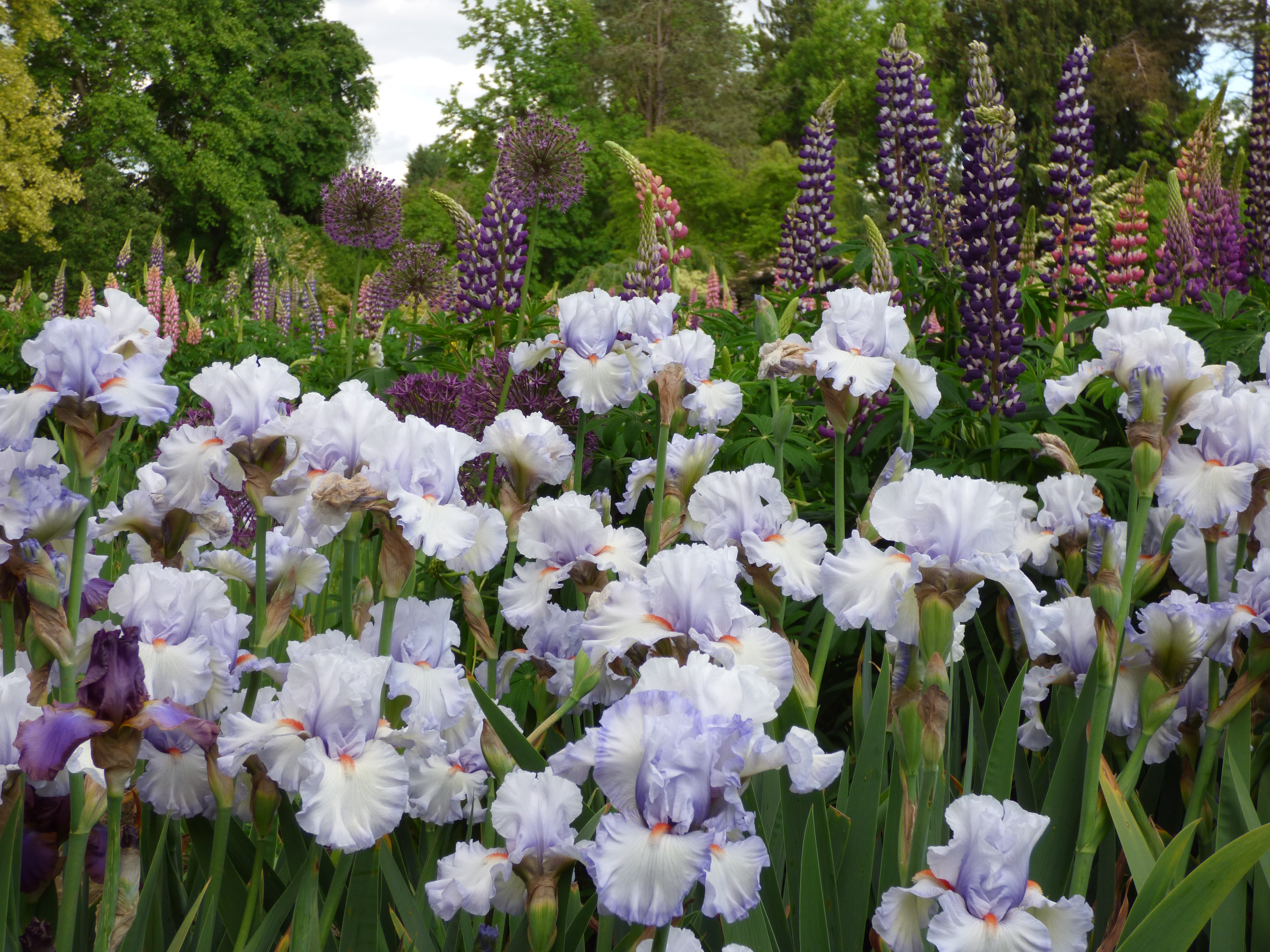 Waterline | Tall Bearded Iris – Schreiner's Gardens
