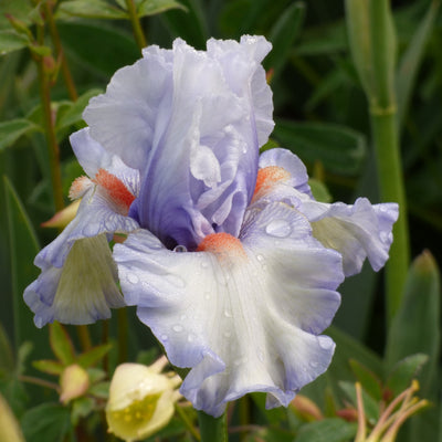 Mixed Pastel Iris Bouquet