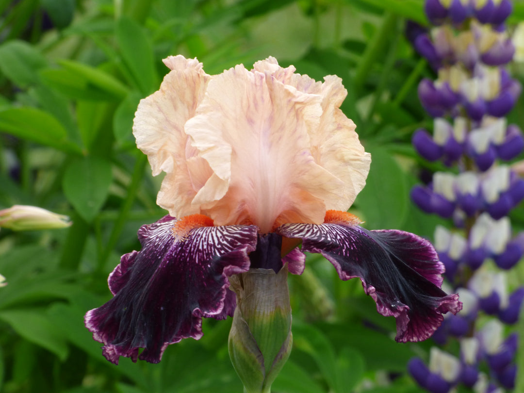 Wench | Tall Bearded Iris – Schreiner's Gardens