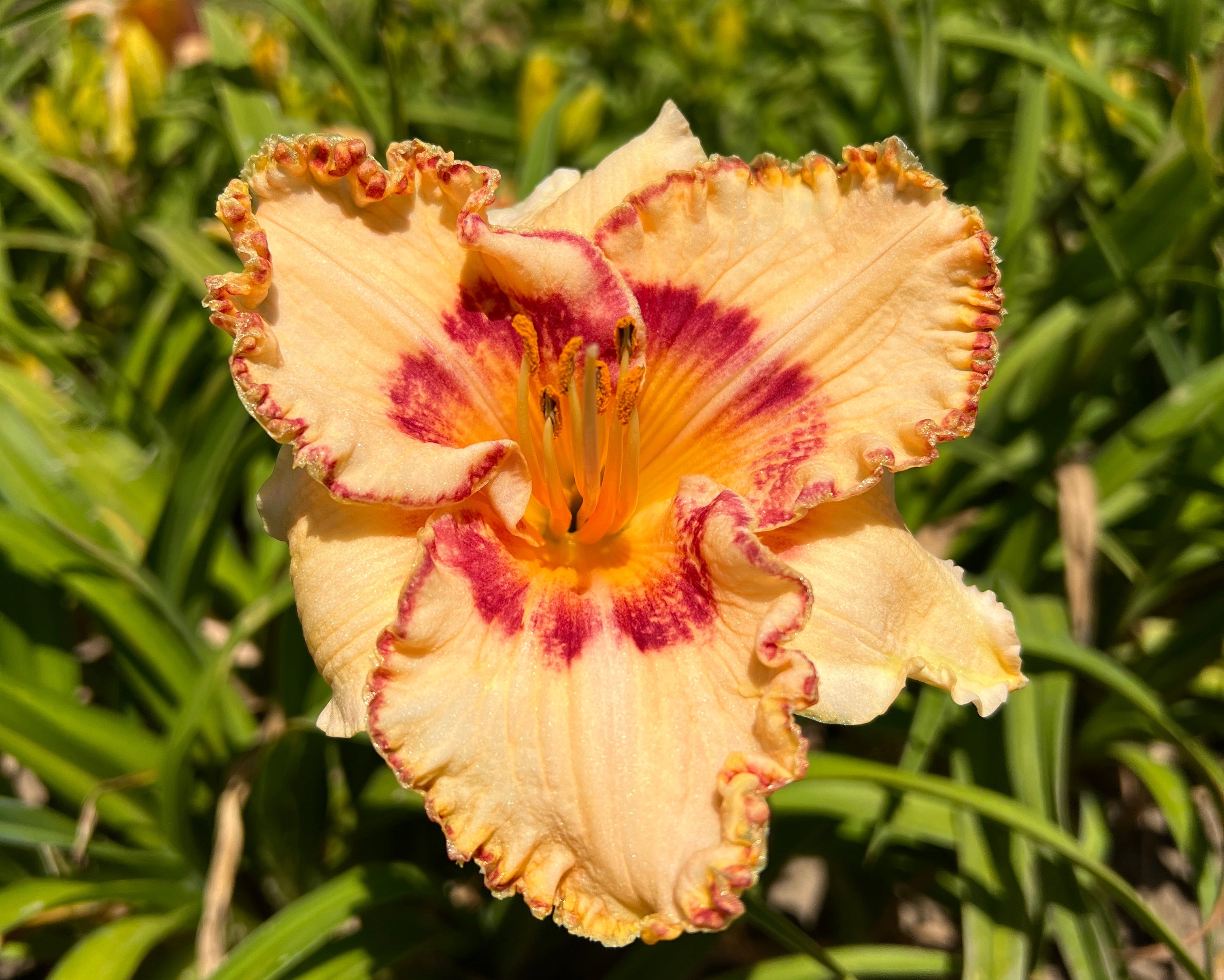 flower ring❤フレイアイディー、スナイデル、ダズリン、リリーブラウン Whirling Rainbows | Spring Daylily Catalog – Schreiner's Gardens