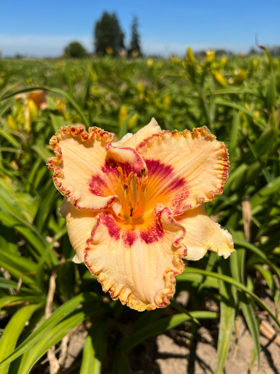 flower lilies windley Whirling Rainbows