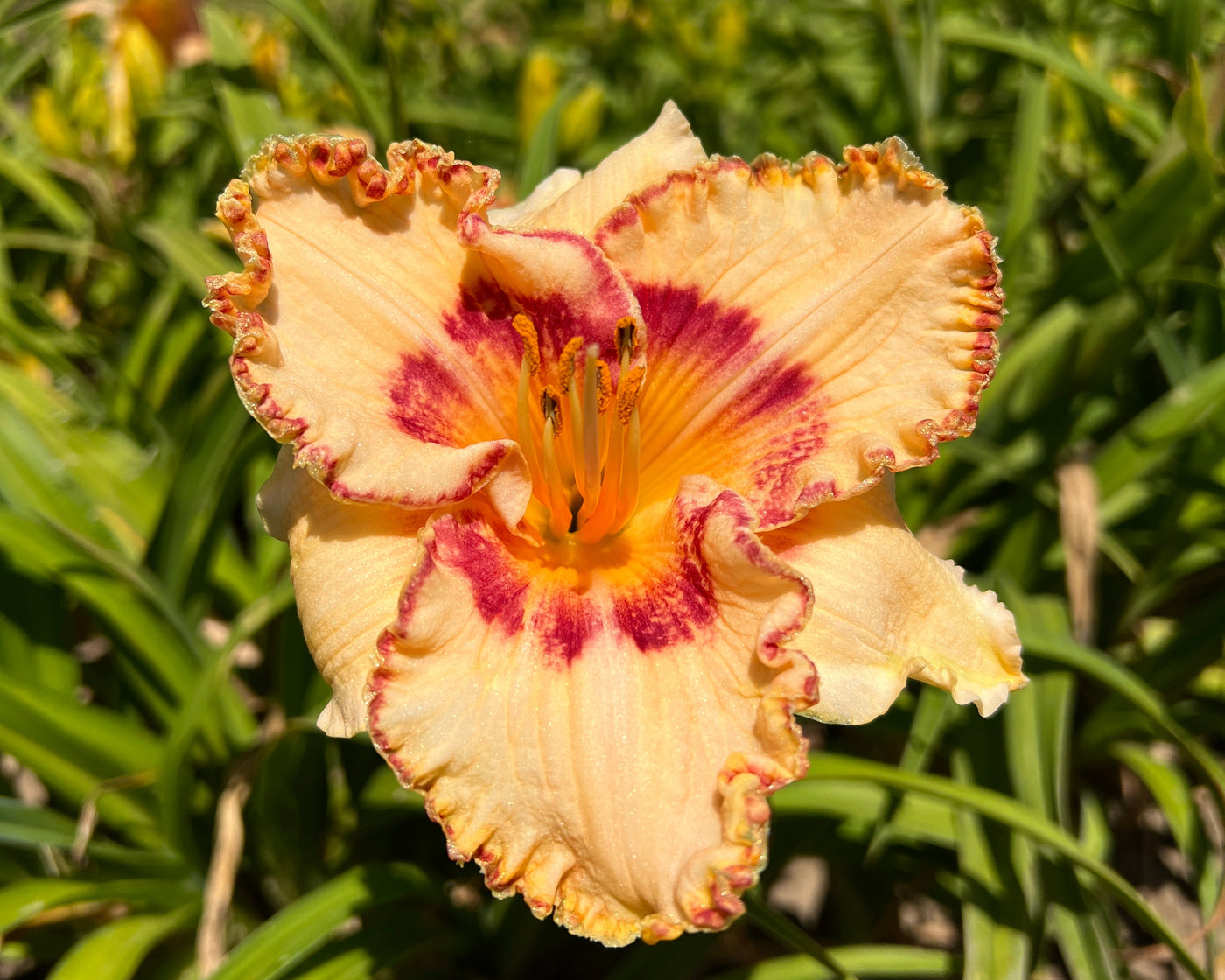 Whirling Rainbows | Spring Daylily Catalog – Schreiner's Gardens