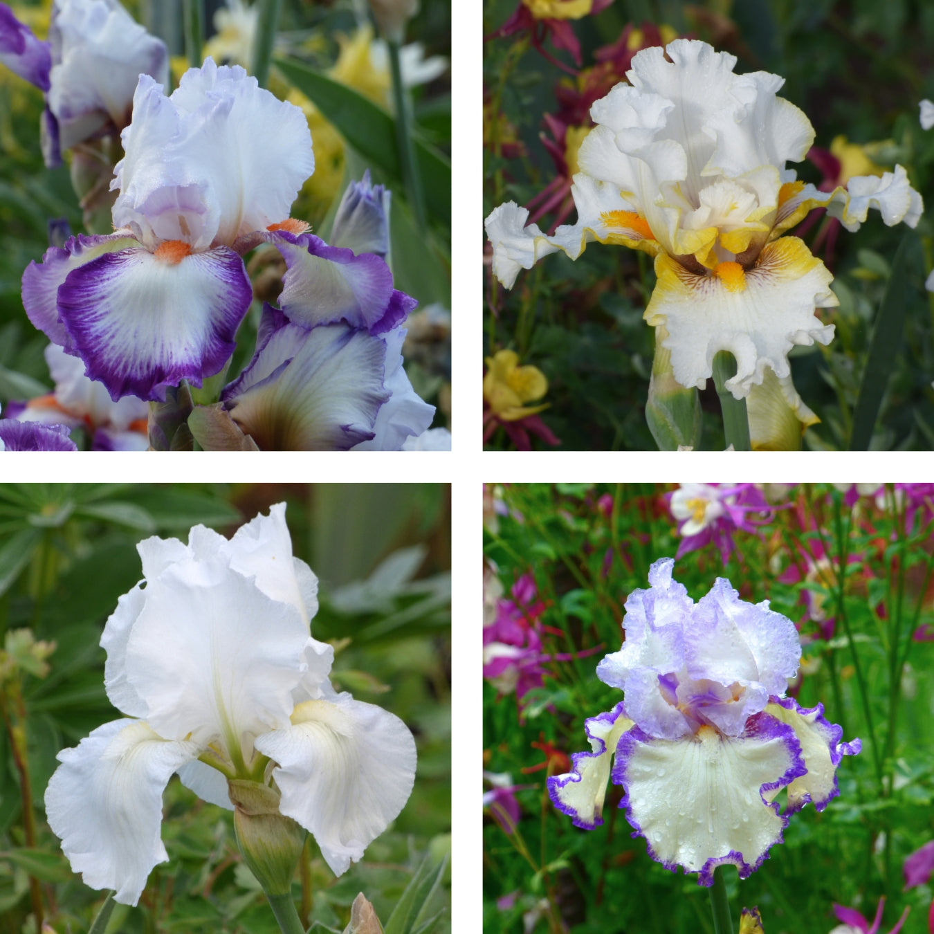 White Color Collection - 15, 25, or 50