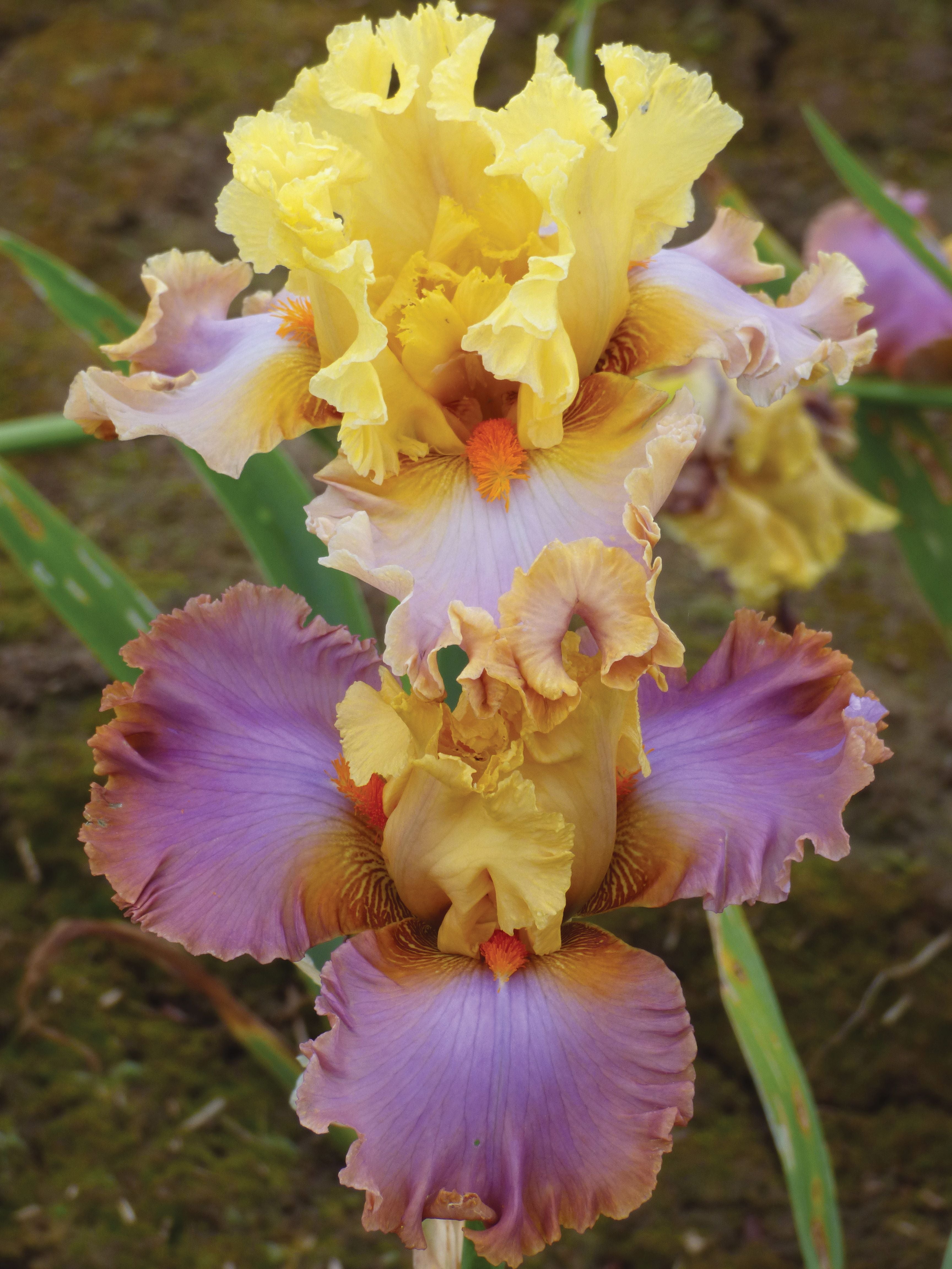 Wickedly Beautiful | Tall Bearded Iris – Schreiner's Gardens