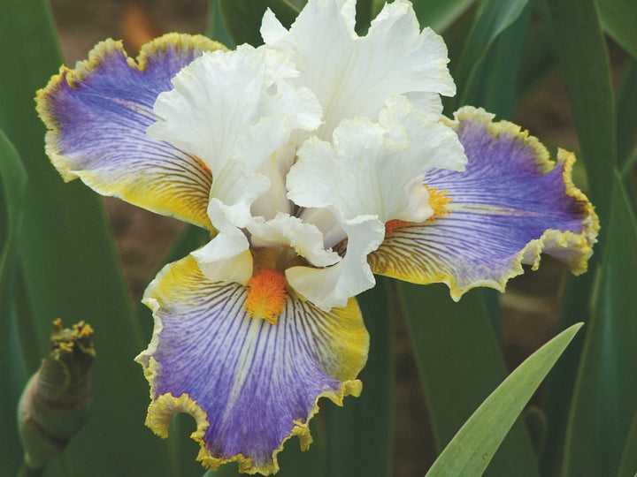 BRIDGESTONE WILD WEST MR-3 パープル×イエロー BRIDGESTONE* WILD WEST / BUILT BY BLUE LUG - CUSTOMER'S BIKE