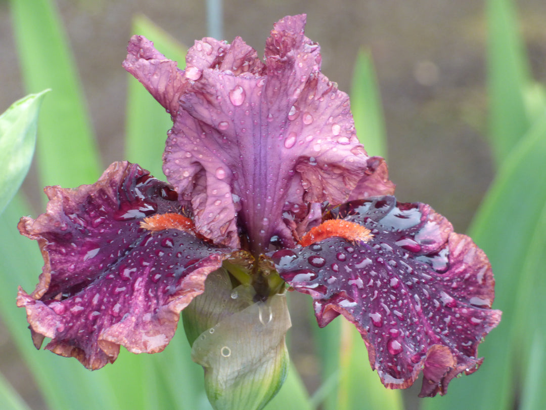 Wildcat Red | Tall Bearded Iris – Schreiner's Gardens