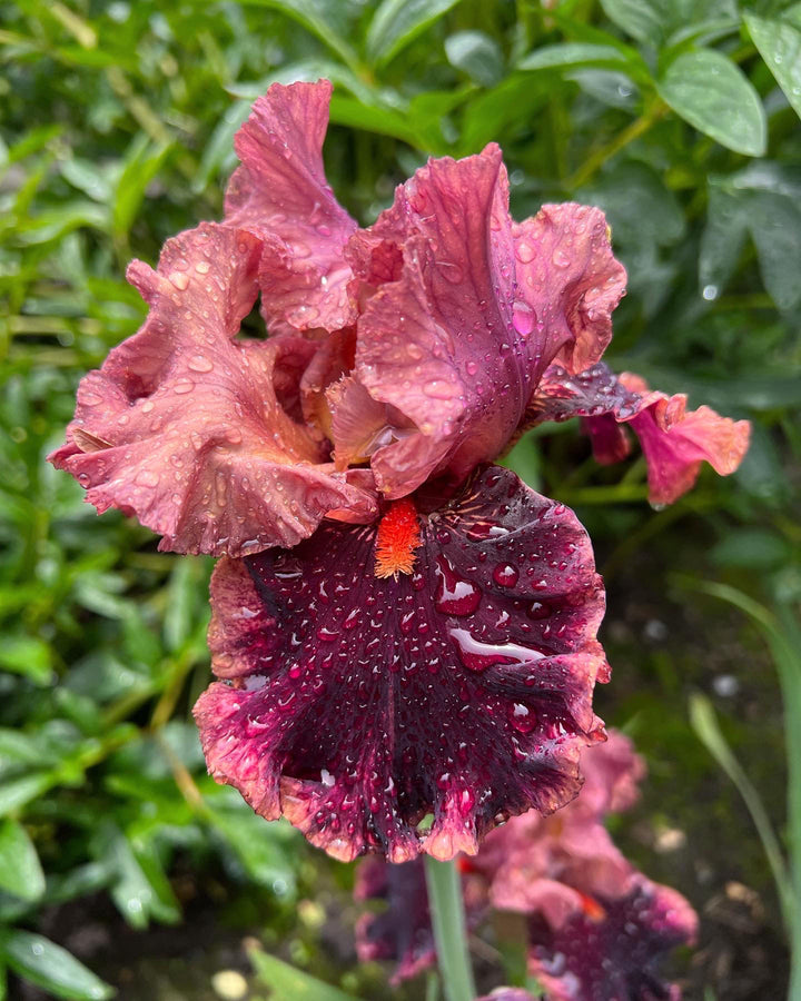 Wildcat Red | Tall Bearded Iris – Schreiner's Gardens