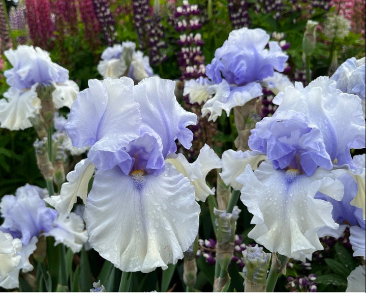 Willamette Mist (Iris) – Schreiner's Gardens