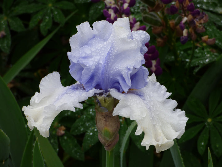Willamette Mist (Iris) – Schreiner's Gardens