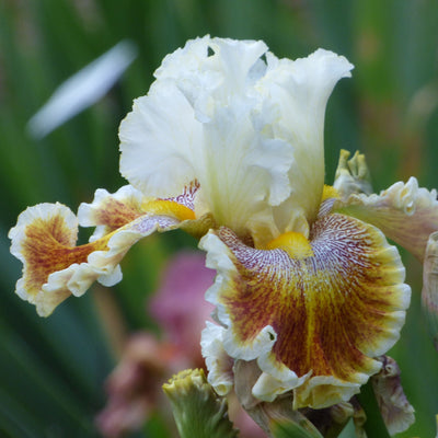 Brown Iris Bouquet