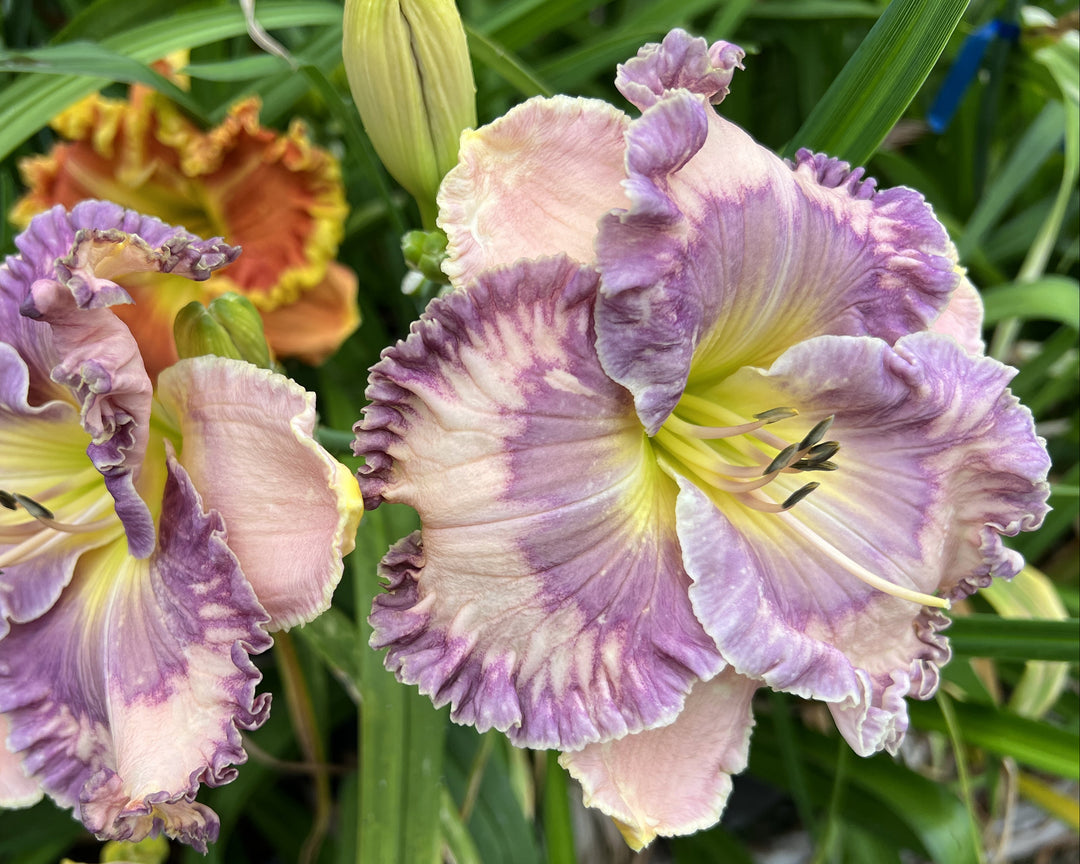 SWIRLING SEAS – Schreiner's Gardens