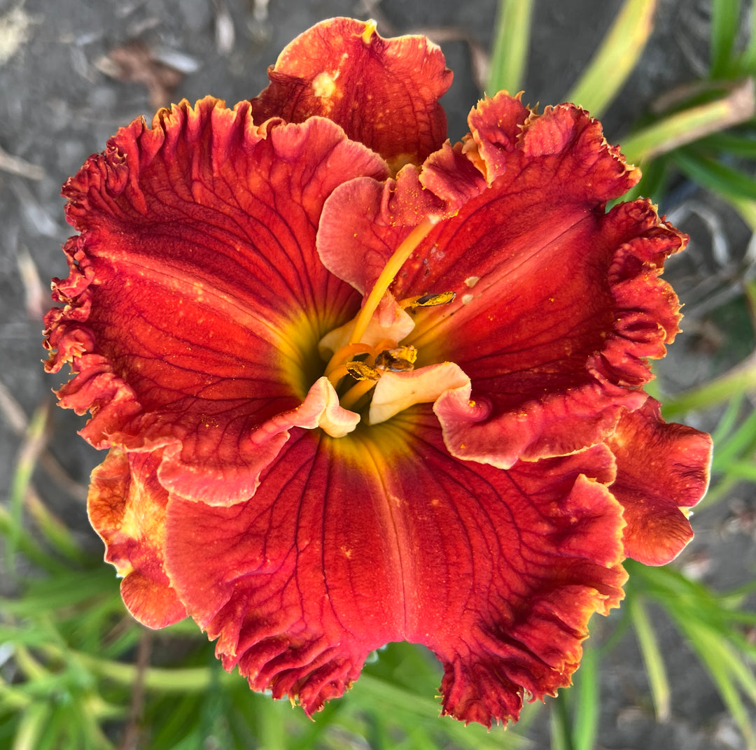 Bill Maryott's 2026 Summer Introductions – Schreiner's Gardens