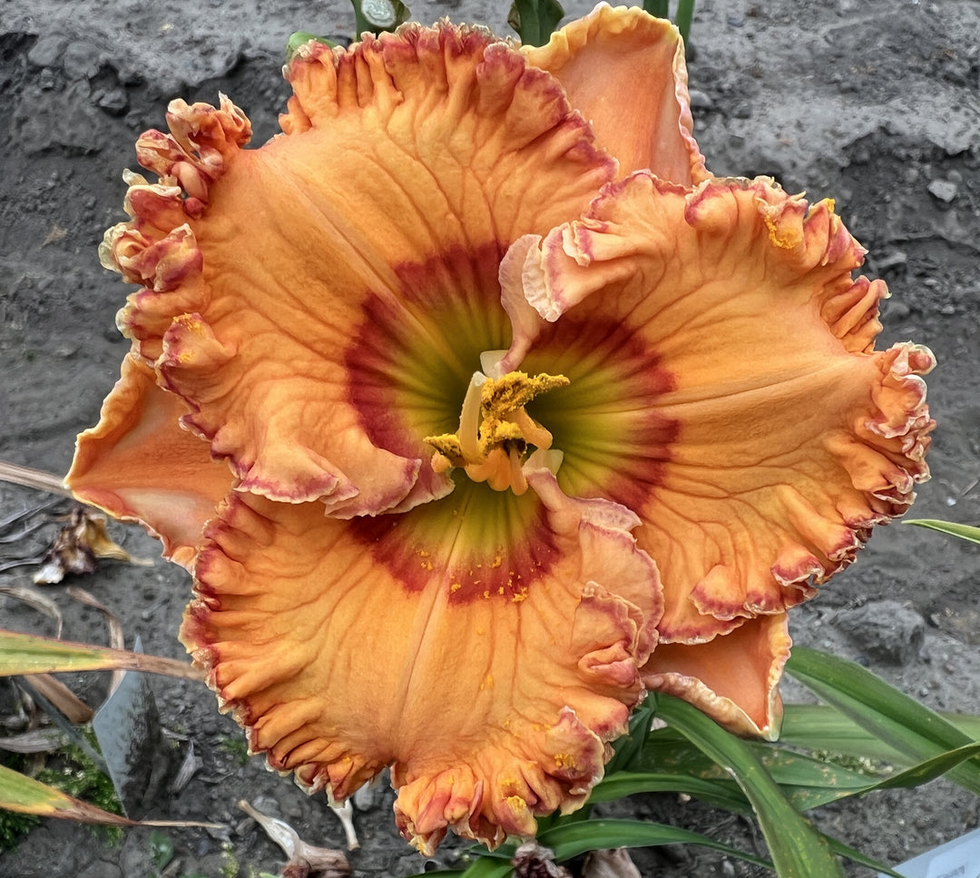 Bill Maryott's 2026 Summer Introductions – Schreiner's Gardens