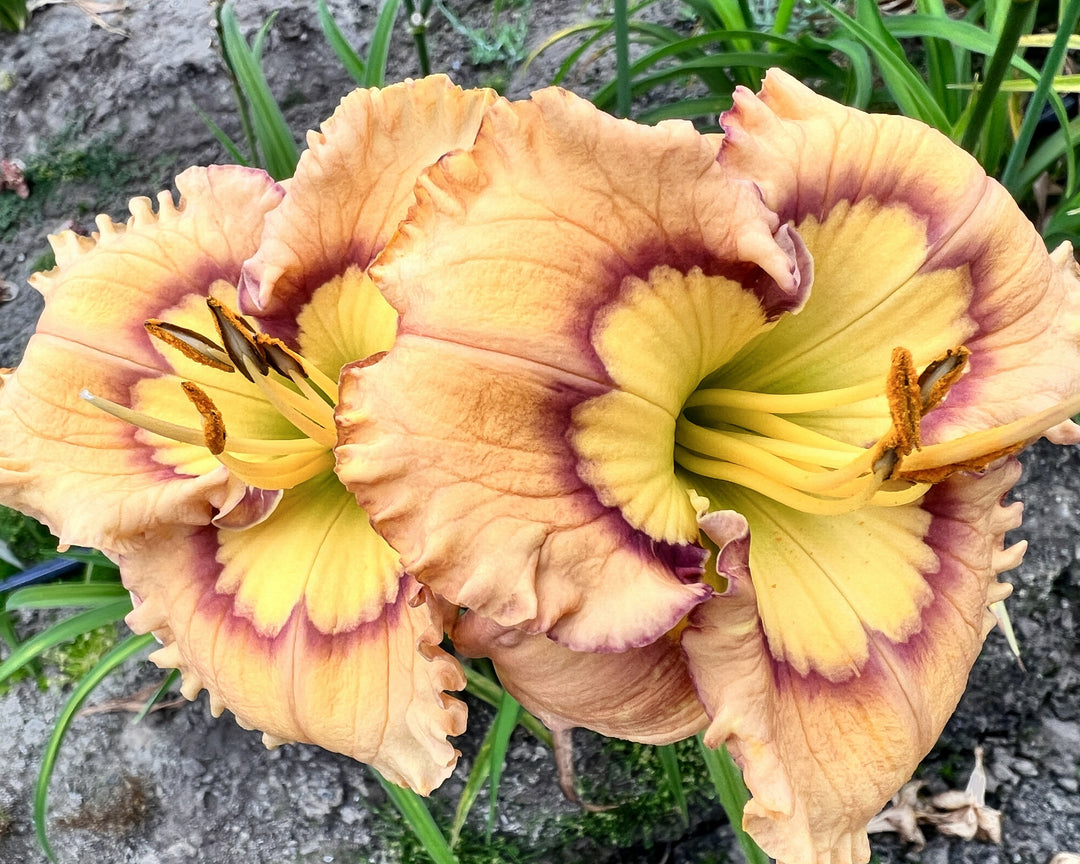MANIACAL – Schreiner's Gardens
