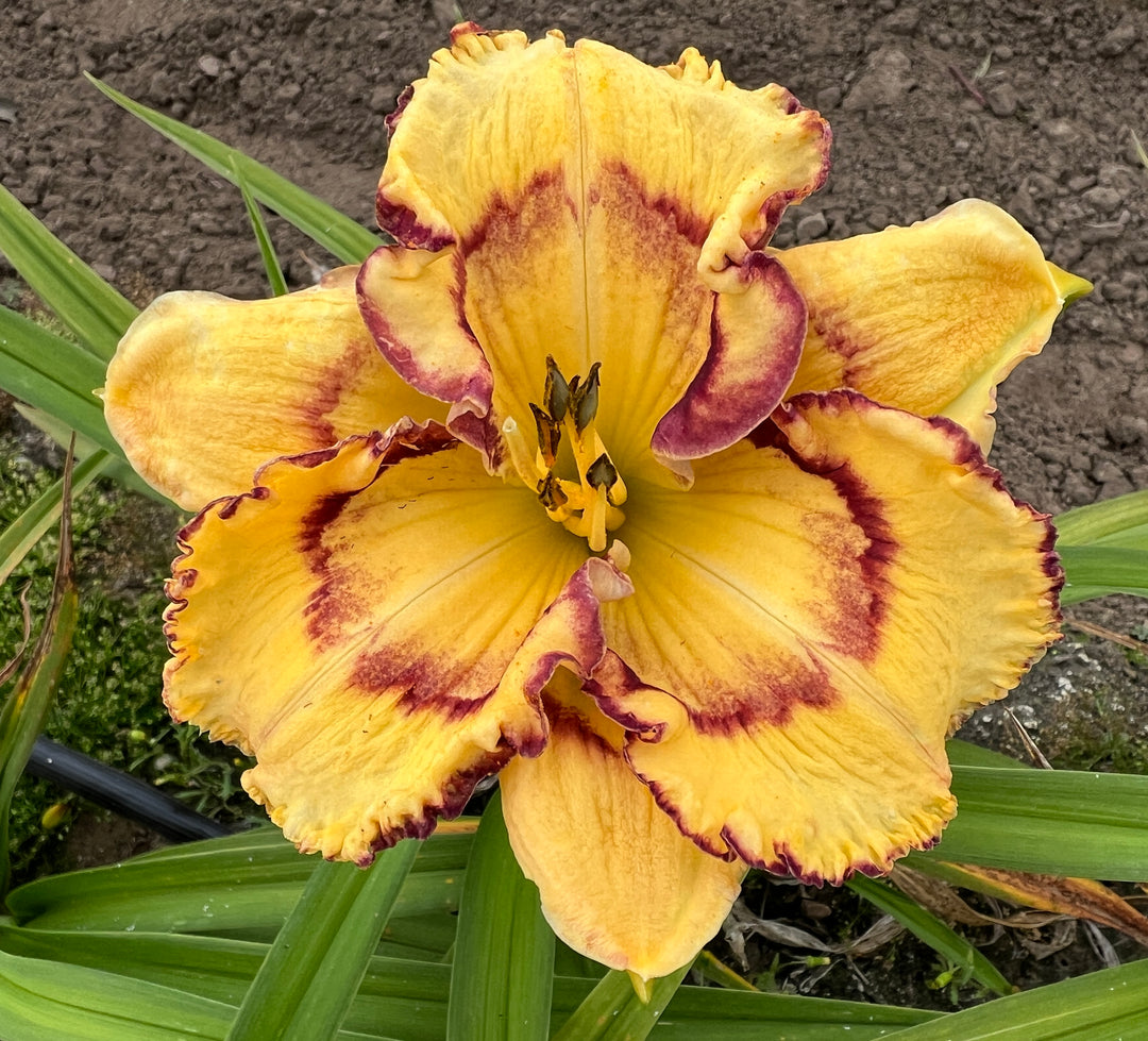 Bill Maryott's 2026 Summer Introductions – Schreiner's Gardens
