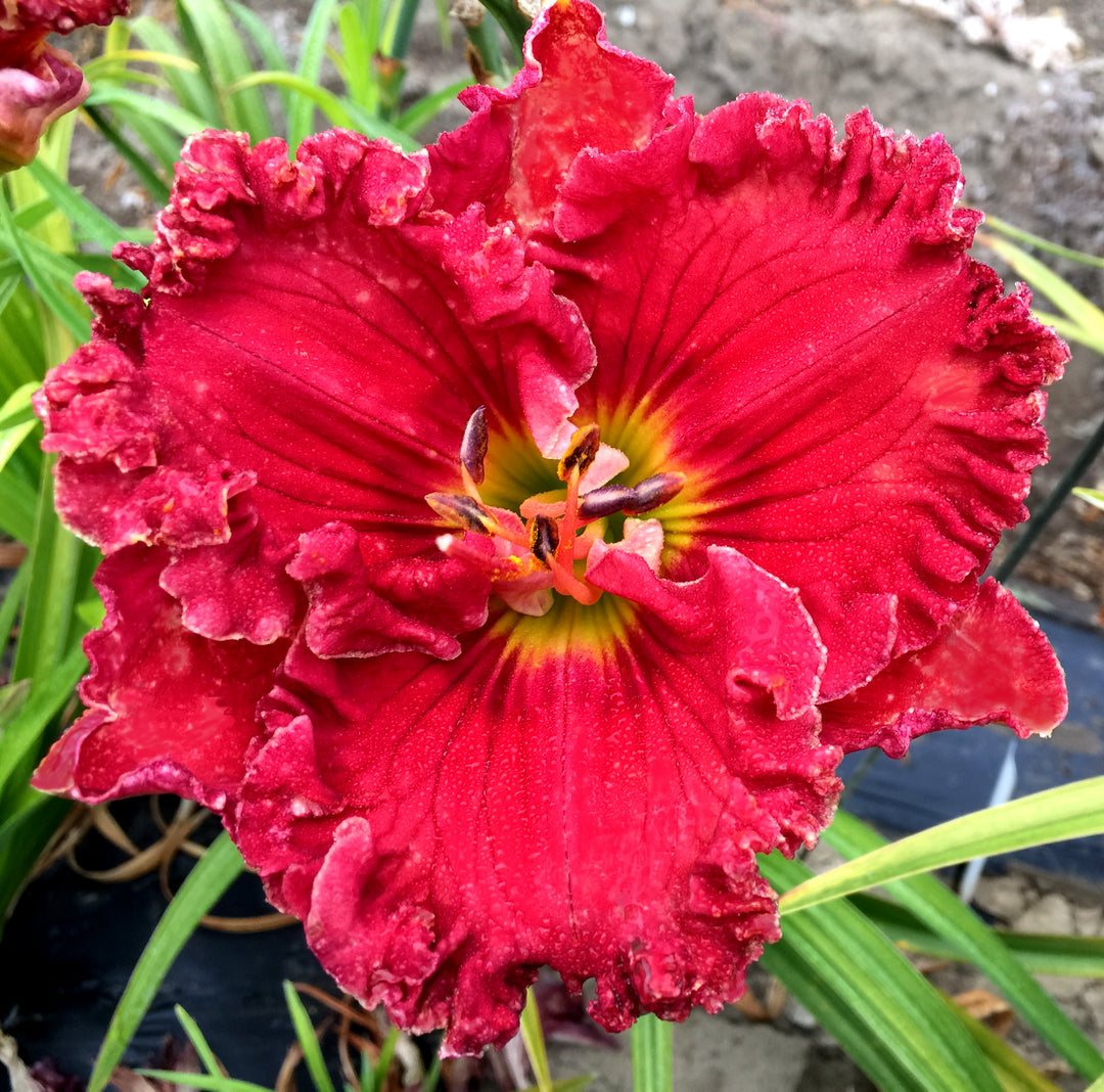 SYMBOL OF PRIDE – Schreiner's Gardens