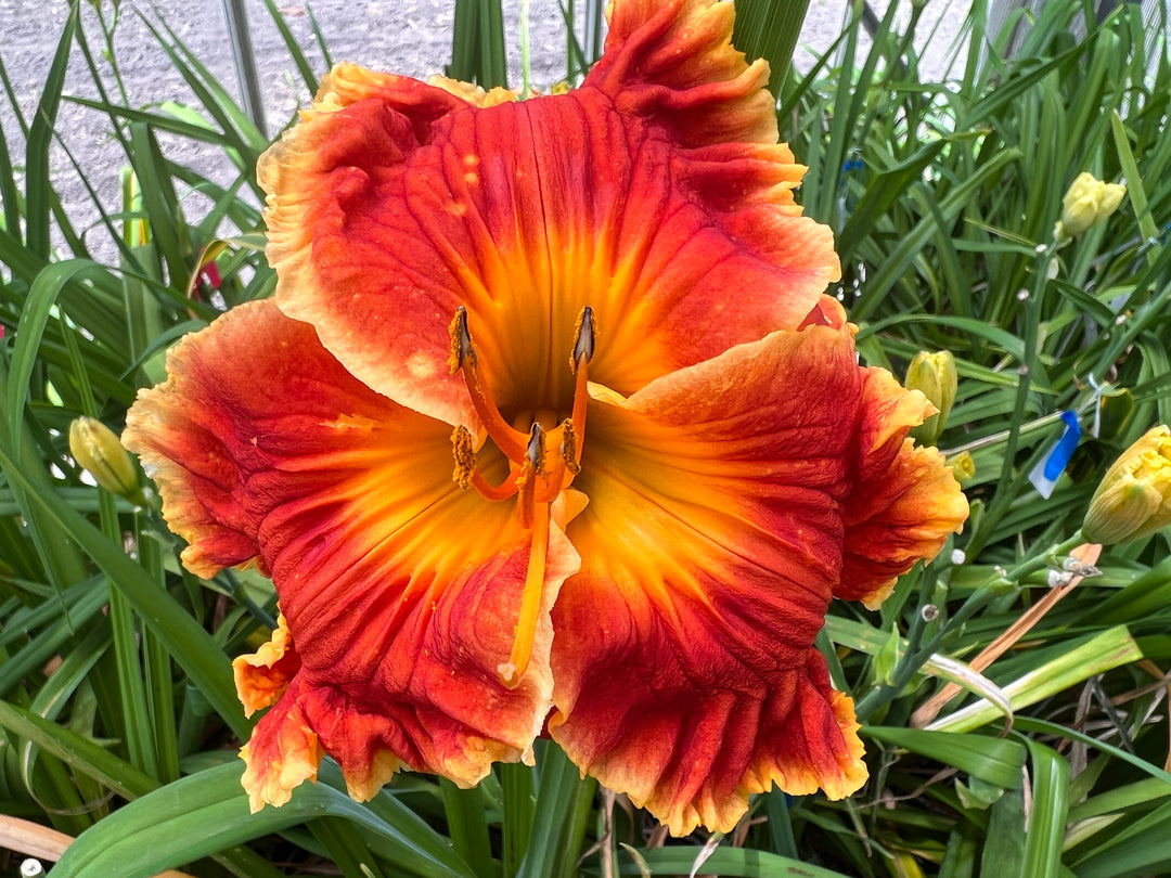 Bill Maryott's 2026 Summer Introductions – Schreiner's Gardens