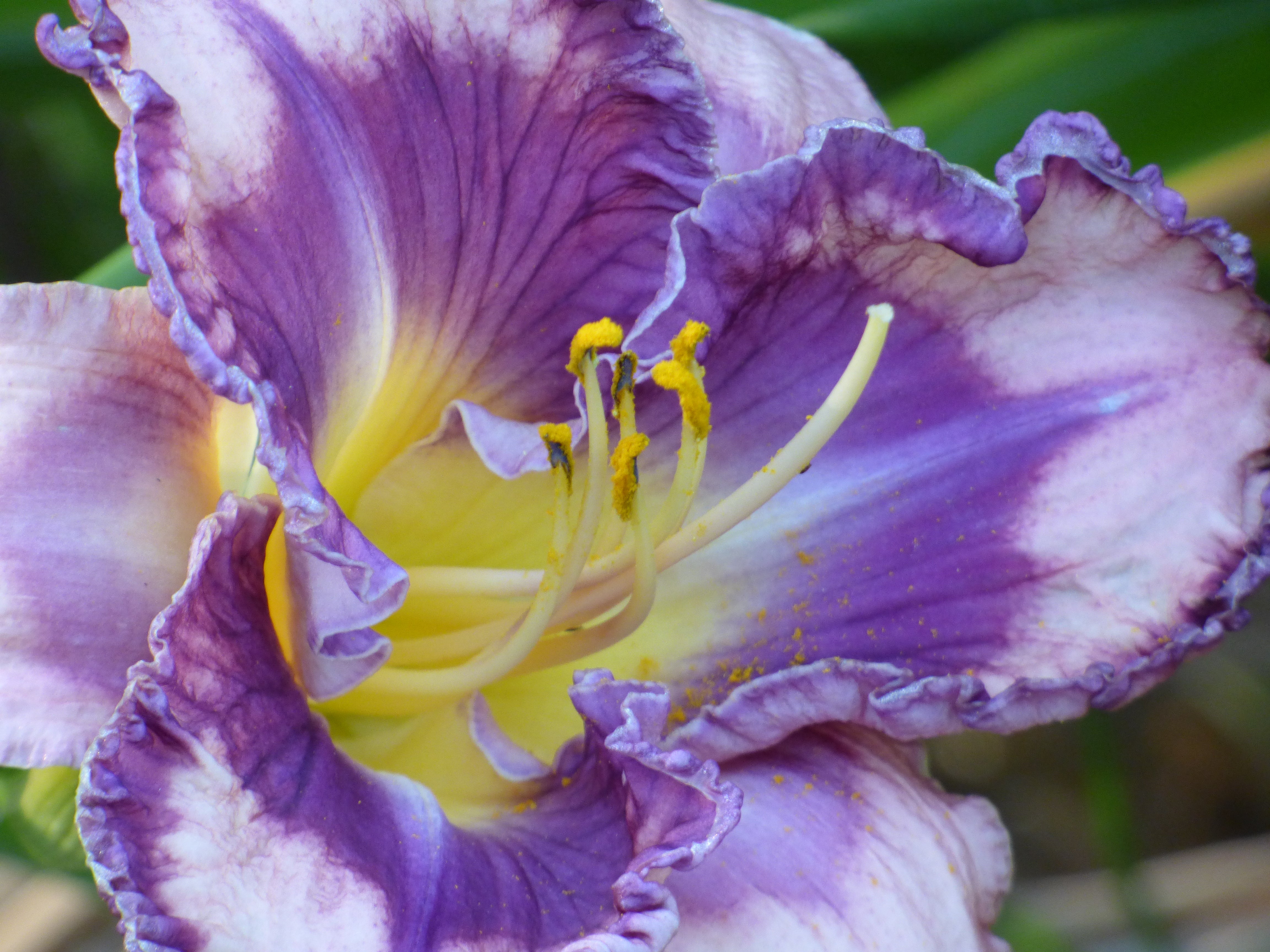 You've Got Soul | Spring Daylily Catalog – Schreiner's Gardens