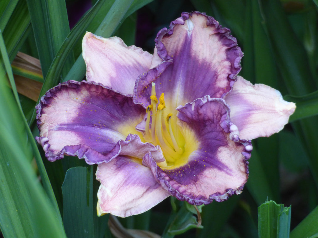 You've Got Soul | Spring Daylily Catalog – Schreiner's Gardens