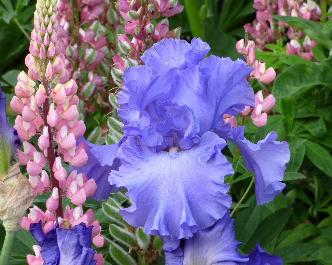 Yaquina Blue | Tall Bearded Iris – Schreiner's Gardens