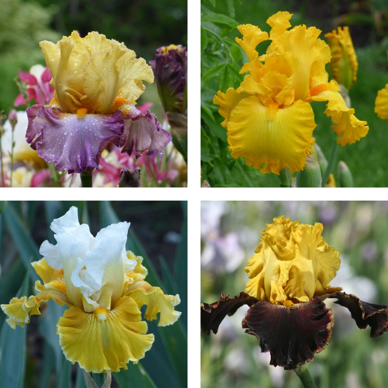 Yellow Color Collection - 15, 25, or 50 – Schreiner's Gardens
