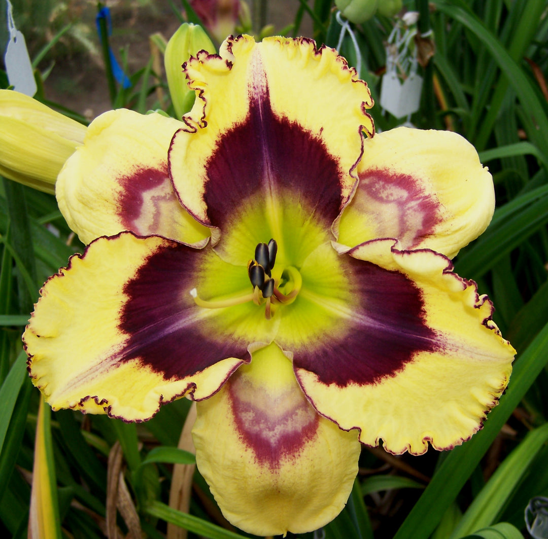 Avalon Bay|Maryott Daylilies – Schreiner's Gardens