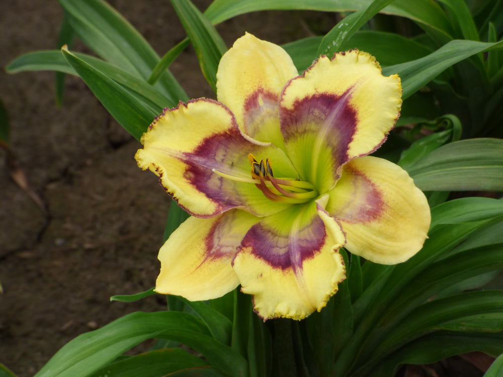 Modern Daylilies|Bill Maryott Daylilies – Page 11 – Schreiner's Modern Daylilies|Bill Maryott Daylilies – Page 11 – Schreiner's