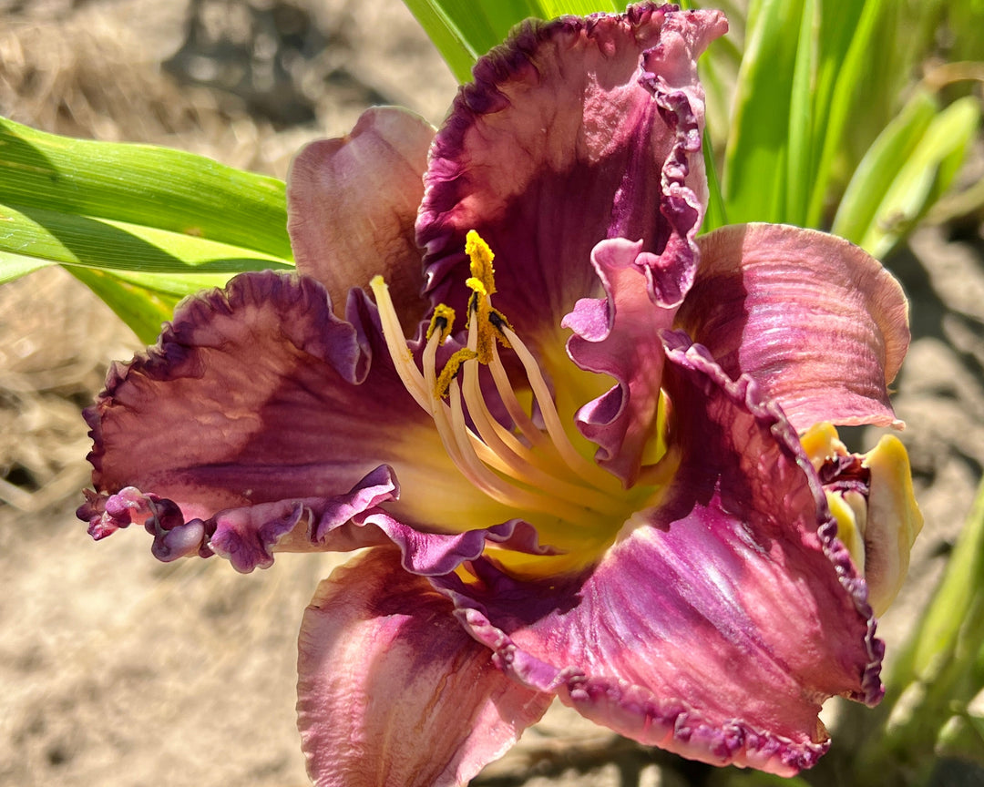 Lily IsoESuper Hedione Galaxolide その他 You've Got Soul | Spring Daylily Catalog – Schreiner's Gardens