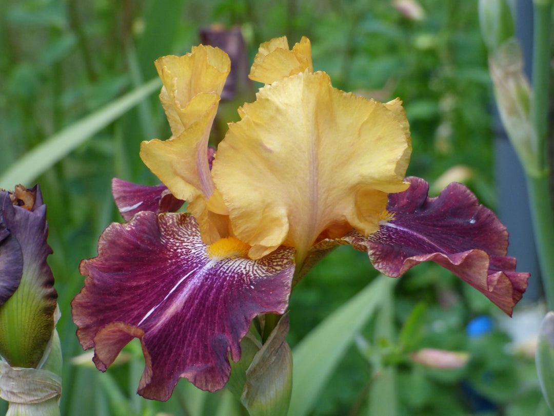 Ziggy – Schreiner's Gardens