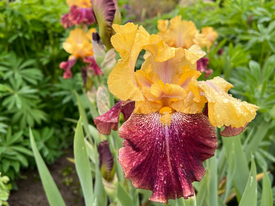 Ziggy – Schreiner's Gardens
