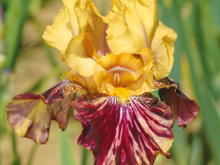 Ziggy – Schreiner's Gardens