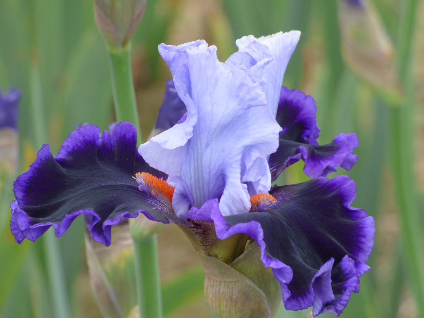 Zip Line| Tall Bearded Iris – Schreiner's Gardens